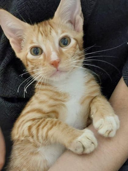 A stunning close-up of the 3-month-old ginger male kitten. He is looking for a loving family.