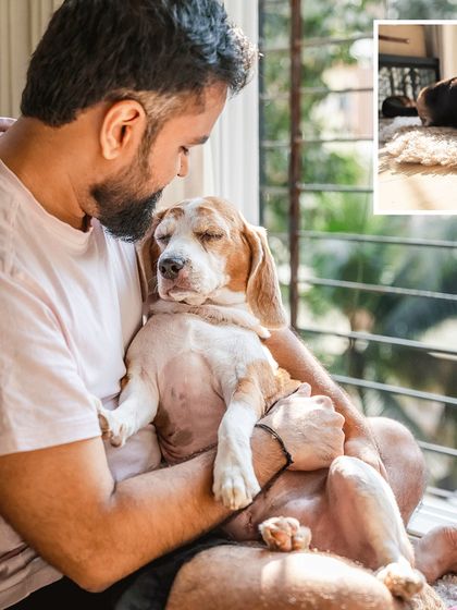 A collage featuring Rrari the Beagle being cuddled by her dad. The images showcase the peaceful, sleepy atmosphere of their afternoon shoot.