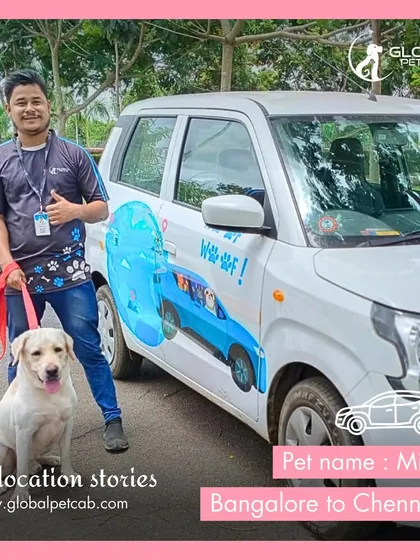 Here is one of our trained handlers with Milo the Labrador, getting ready for a road trip from Bangalore to Chennai in our branded pet cab. Our handlers are the heart of our service, providing professional and compassionate care on the road.
