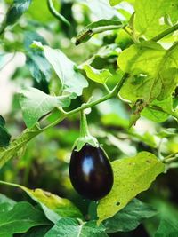 Organic Products