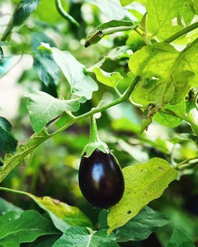 Organic Products