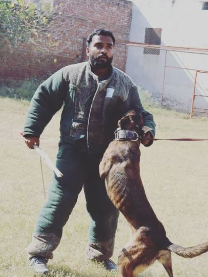 A moment of intensity during a decoy session with a Malinois. My job is to present a challenge that builds the dog's confidence and skill.