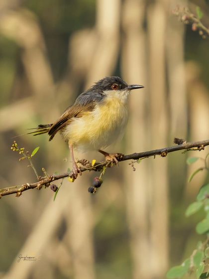 An Ashy Prinia on a branch with small berries, its red eye a point of focus. The natural setting adds context to this detailed portrait.