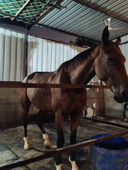 Our Horses & Stables photo 4