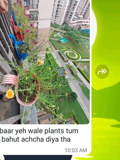 A customer sharing a picture of their balcony plants with the message, "Is baar yeh wale plants tum ne bahut achcha diya tha" (This time you gave very good plants).