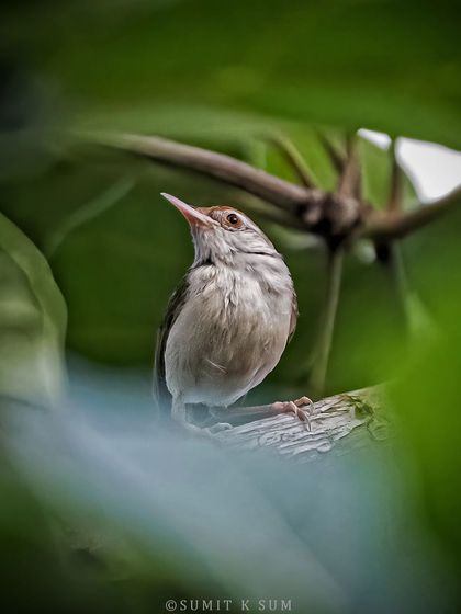 The skulker finally caught! A Common Tailorbird peeking out from behind the leaves, a bird more often heard than seen.