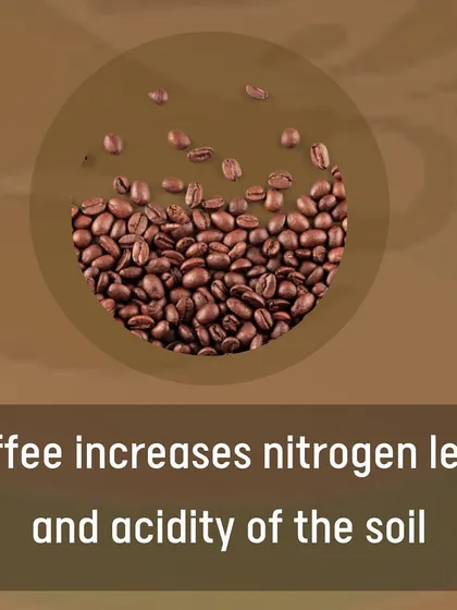 Did you know used coffee grounds are great for your garden? They increase the nitrogen level and acidity of the soil, making them an excellent natural fertilizer for acid-loving plants like tomatoes, blueberries, and marigolds.