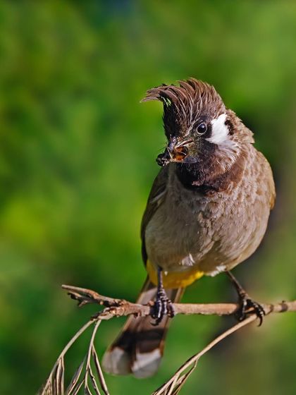 A Himalayan Bulbul with an insect in its beak is perched on a branch. The wider view shows the bird in a natural setting, ready to enjoy its meal.