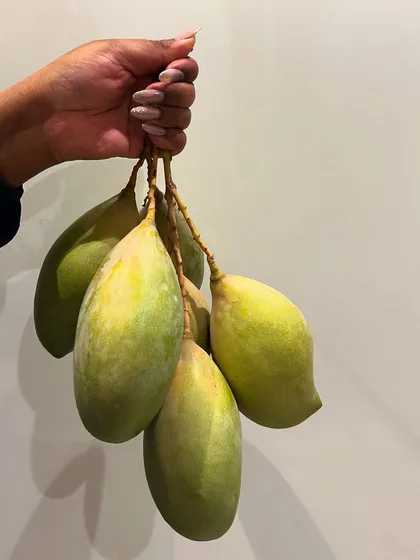 The mango season is here. This bunch of raw mangoes, held up for the camera, signals the start of our favorite time of year, promising sweet and juicy fruit to come.