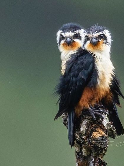 Two Collared Falconets huddled together, a beautiful composition showing their bond.