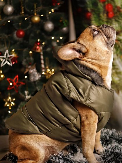 A candid shot of a French Bulldog looking up, captured during a winter-themed pet apparel photoshoot. It shows the quality of the product in a real, engaging way.