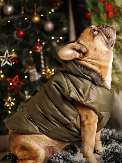 My big boy Pogba hates wearing clothes, so a lot of bribes were involved in getting this shot. Here he is, looking majestic in an olive green jacket, gazing up at the Christmas lights.