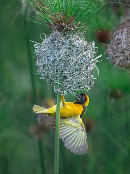 A Baya Weaver bird meticulously constructs its nest on a papyrus reed in Uganda. Papyrus is the plant that gave us the word "paper," connecting this ancient plant to our modern lives.
