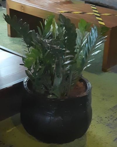 Indoor Plant Rentals