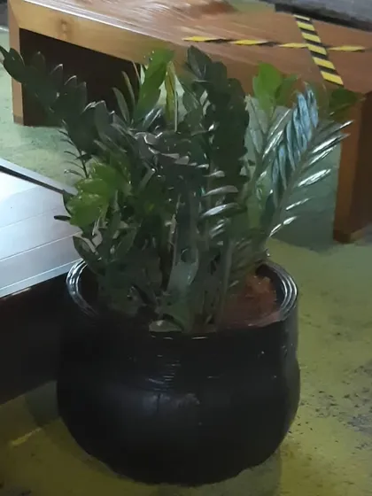 A ZZ plant in a textured black pot placed in a low light area of an office. This demonstrates the versatility of hardy plants in various office conditions.