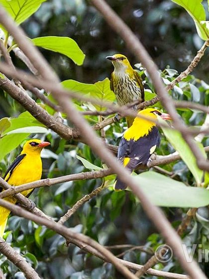This courtship of the Golden Oriole is very dear to me. I saw three males trying to attract one female on the same day that Shri Narendra Modi took oath as Prime Minister in 2014. I felt it was a sign of a golden period returning to India.