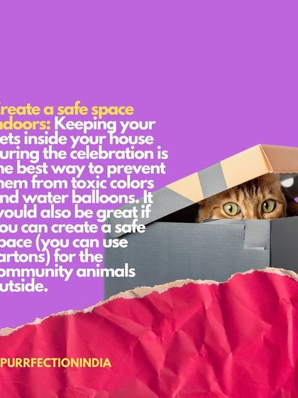 Tip 2 for a safe Holi: Create a safe space indoors for your pets. For community cats, even a simple cardboard box can provide a much-needed shelter from colours and water balloons.