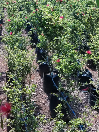 A field of young flowering shrubs, cultivated in rows for easy selection and transport.