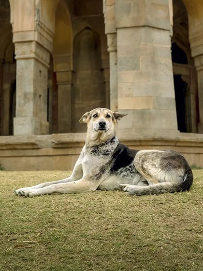 A close-up of the regal indie dog at the Lodhi Garden tomb, looking calm and majestic.
