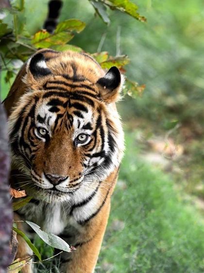 Ranthambore: Land of Legendary Tigers photo 33