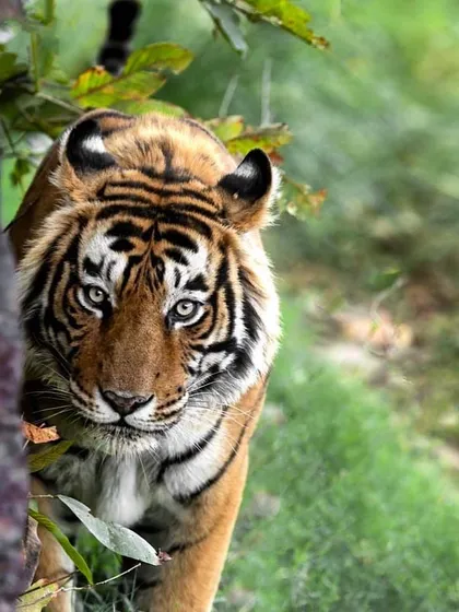 Remembering T57, a formidable male tiger. Part of wildlife photography is documenting these individuals, creating a visual history of the forest.