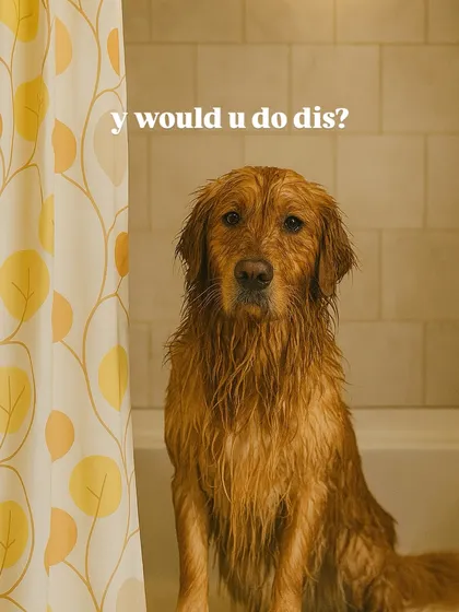 That look of betrayal is temporary, we promise. Our at-home grooming service is designed to be as stress-free as possible, even if your dog gives you the side-eye during the bath. We handle the deep cleaning and blow-dry, you get the post-bath cuddles.