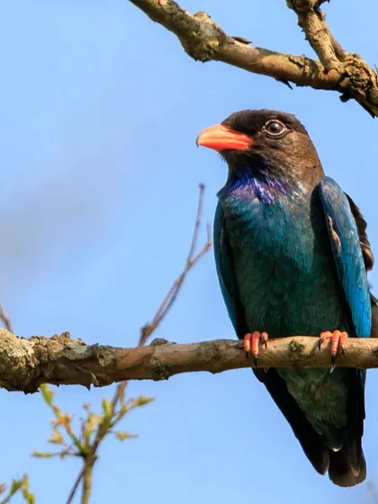 The Oriental Dollarbird, named for the coin-shaped white spots on its wings that are visible in flight.
