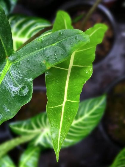 Rare & Collector's Plants photo 27