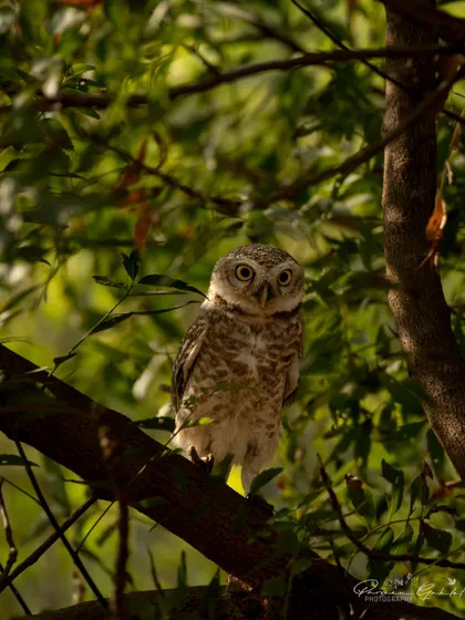 A Spotted Owlet illuminated by a sliver of light, creating a dramatic portrait.