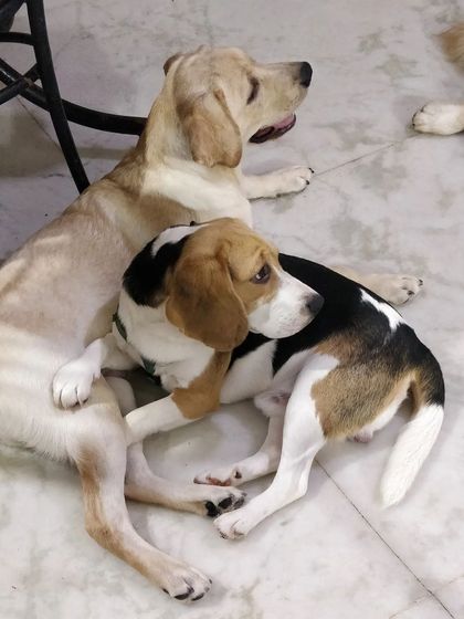 Jazzy's Pet Care - In-Home Dog Boarding Cozy Corners & Nap Time photo 39