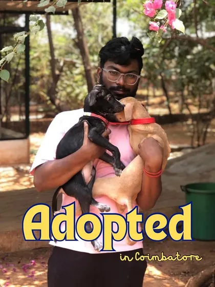 Another successful adoption in Coimbatore. A man holds two happy puppies who are on their way to their new home. We celebrate every single one of these moments.