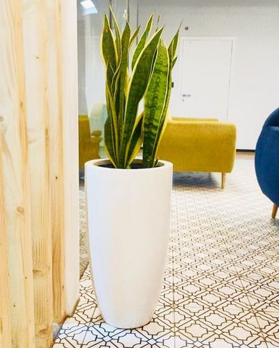 Office Plants Maintenance