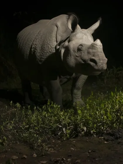A Greater one-horned rhino emerges from the darkness in Assam, on its way to a nightly wallow. The dramatic lighting from my off-camera flash highlights the incredible, armor-like texture of its skin.