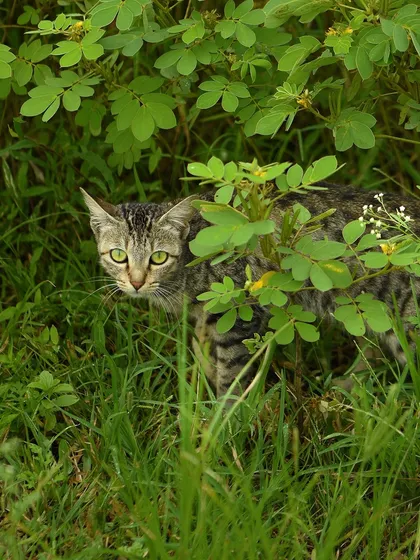 A moment of stealth in my hometown. This wild cat, partially hidden by the grass, looks directly at the camera, showcasing its cautious and alert nature.