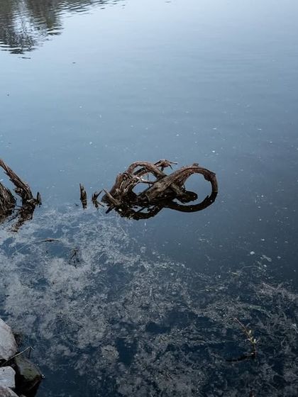 The twisted roots of a tree in the water at Bharatpur. This abstract shot focuses on the textures and shapes of the wetland environment itself.