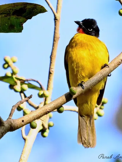 The Flame-throated Bulbul is the state bird of Goa, and for good reason. Its golden-yellow body and fiery red throat are a stunning combination. After many attempts, I was thrilled to finally capture this one out in the open.
