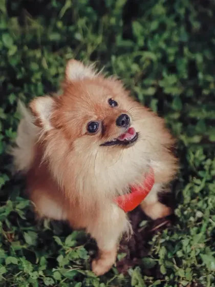 WoofWoof Stories - Pet & Family Photography Outdoor Adventures photo 7