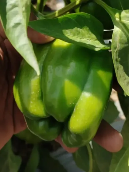 A close-up of a perfectly formed bell pepper on the vine.