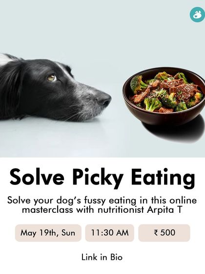 The Pack - Pet Parent Education & Workshops Expert-Led Online Masterclasses photo 10