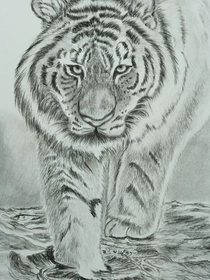 A powerful charcoal drawing of a snow tiger. This piece was inspired by a photo and focuses on creating a sense of movement and intensity.