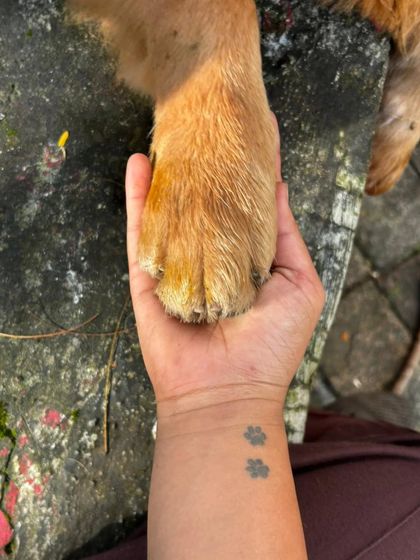 This is what it's all about: a paw held in trust. This simple gesture, along with my own paw-print tattoo, symbolizes the deep connection and commitment I have to understanding and caring for every animal I work with.