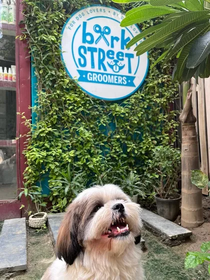 That happy face says it all. We love seeing our furry clients looking so pleased with their fresh new look after a pampering session with our expert groomers.