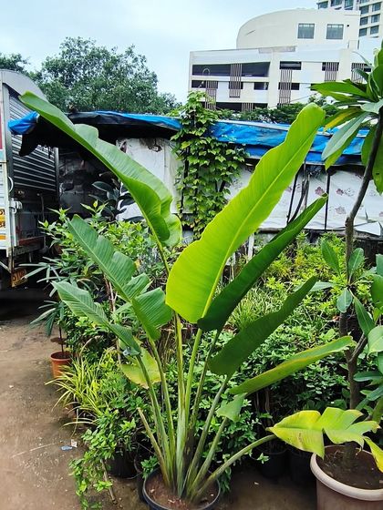 Large Statement Plants for Outdoors & Indoors photo 11