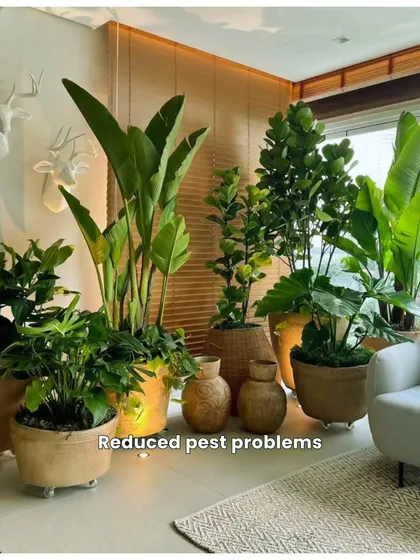 One of the key benefits of our routine maintenance is reduced pest problems. This beautiful indoor plant collection is kept healthy through regular checks and preventative care.
