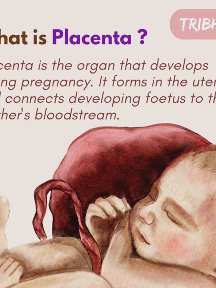 What is the placenta? It's a temporary organ that develops in the uterus, connecting the developing fetus to your bloodstream to provide everything it needs to grow.