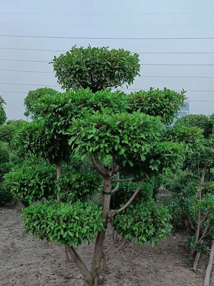This multi-tiered topiary shows a more complex shaping technique. We can create custom designs like this to serve as a unique centerpiece for your lawn or entryway.