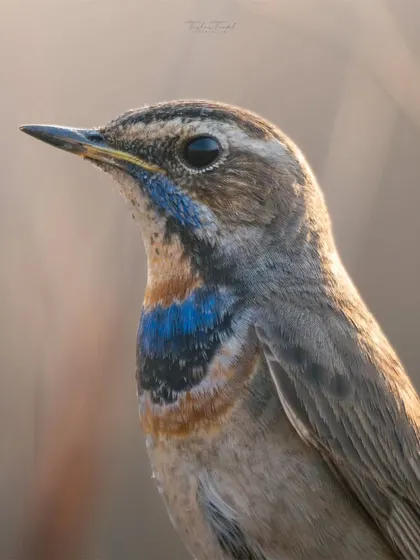 A detailed close-up of the Bluethroat, showing the fine texture of its feathers and the beautiful gradient of colors on its throat.