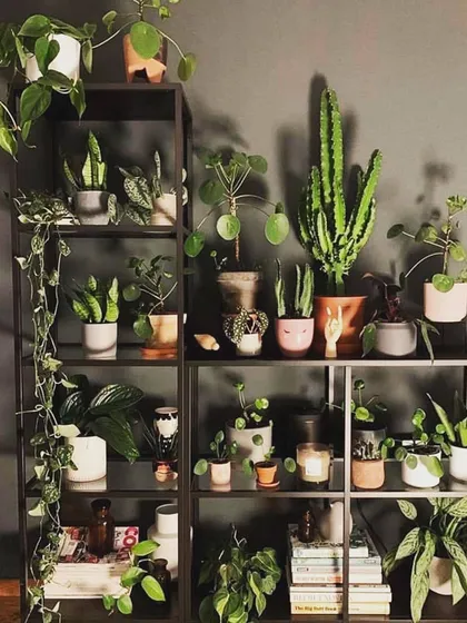 We love this moody and modern plant shelf. The dark wall color makes the green foliage of the cactus, Pilea, and trailing plants pop, creating a sophisticated and stylish look.