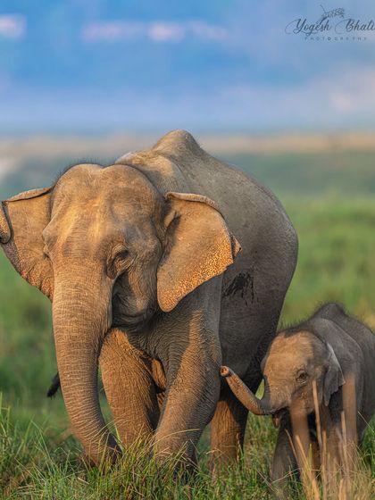 A heartwarming moment between a mother elephant and her calf in the golden light. Their silent bond, the nudge of a trunk, and their gentle grace speak volumes. My gear's animal eye-tracking ensured sharpness where it mattered most.