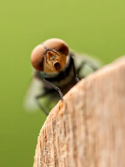 A macro shot of a fly peeking over a piece of wood. The shallow depth of field draws all attention to its large, reddish compound eyes, making for an interesting and unusual portrait.
